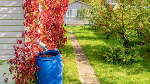 Fie Regenwassertonne sammelt Wasser, das die Pflanzen bei Sommerhitze im Garten mit Feuchtigkeit unterstützt